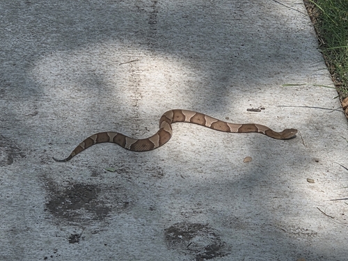 Featured image for “Broad-banded Copperhead”