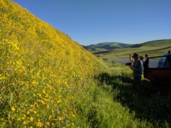 Monolopia lanceolata