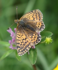 Boloria napaea