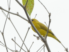 Sicalis columbiana