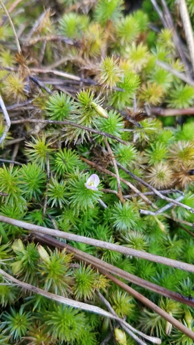 Stream Bogmoss