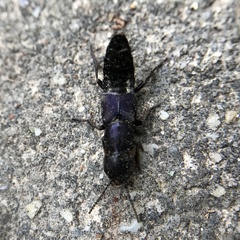 Platydracus violaceus
