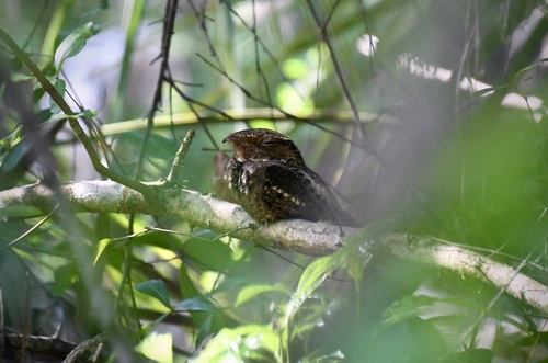 Chuck-will's-widow observed by plawrynpx