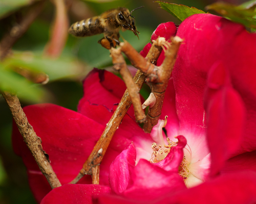 Foto von Westliche Honigbiene