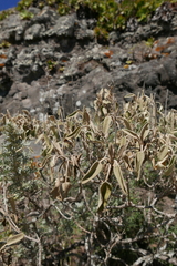 Sideritis dendrochahorra