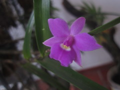 Dimerandra emarginata