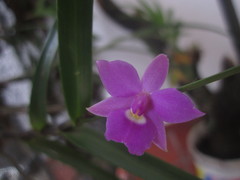 Dimerandra emarginata