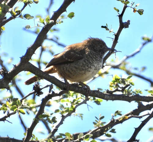 iNaturalist image