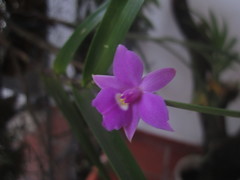 Dimerandra emarginata