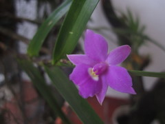 Dimerandra emarginata