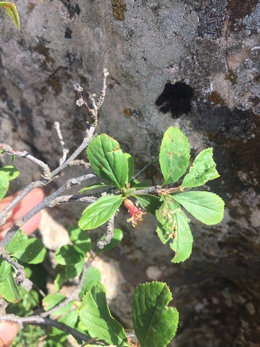 Mountain Cherry