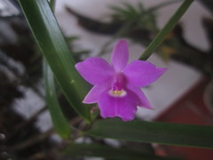 Dimerandra emarginata