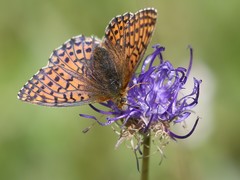 Boloria napaea
