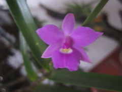 Dimerandra emarginata