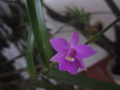 Dimerandra emarginata