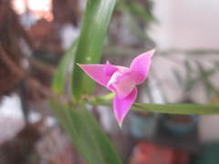 Dimerandra emarginata