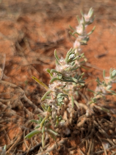 Sclerolaena lanicuspis, 2026-05-13