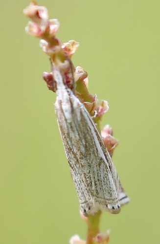 Hook-streaked Grass-veneer