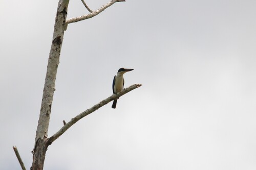 Collared Kingfisher