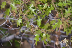 Quercus gravesii, photograph (c) Mike Ostrowski, some rights reserved (CC BY-SA)