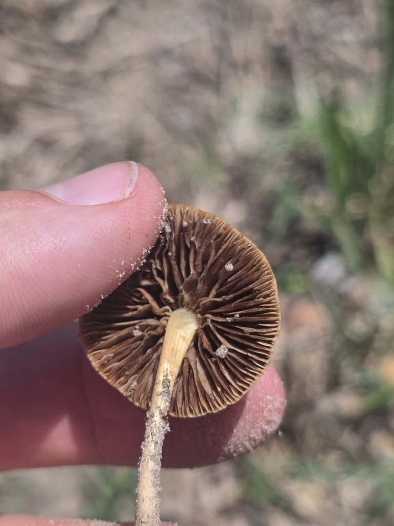 Common Fieldcap · May 2026 · photo: Photo: (c) Scott Allen Davis, some rights reserved (CC BY) · iNaturalist