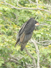 Cathartes