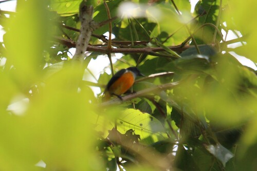 Orange-bellied Flowerpecker