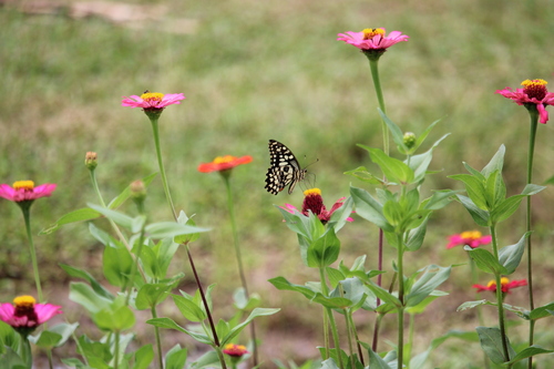 Lime Swallowtail