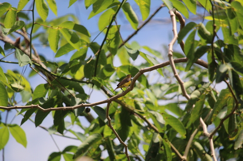 Ornate Sunbird