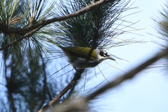 Phaenicophilus palmarum