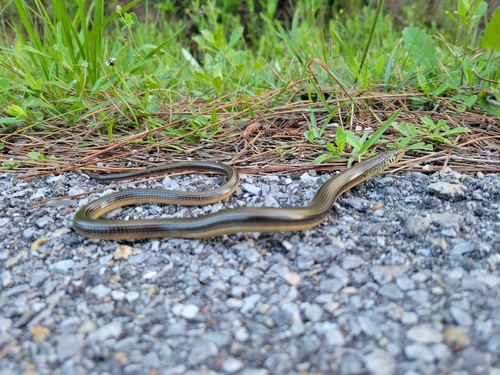 Eastern Glass Lizard observed by terpintime2018