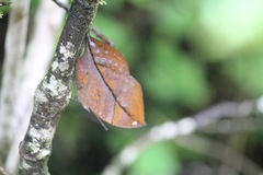 Kallima horsfieldii