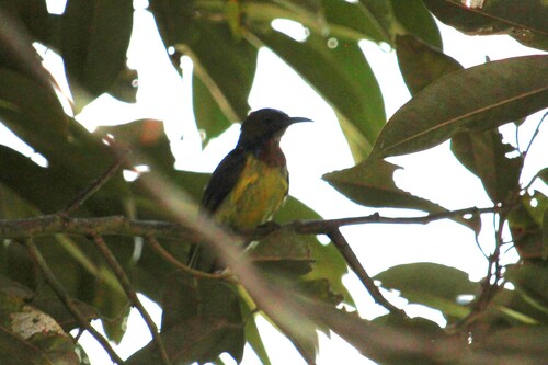 Brown-throated Sunbird