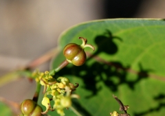 Neoshirakia japonica, photograph author not stated, no rights reserved