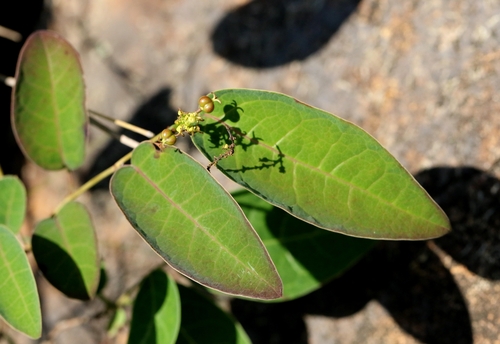 Neoshirakia japonica, photograph 4