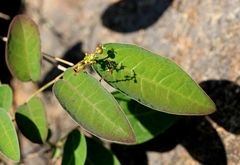 Neoshirakia japonica, photograph author not stated, no rights reserved