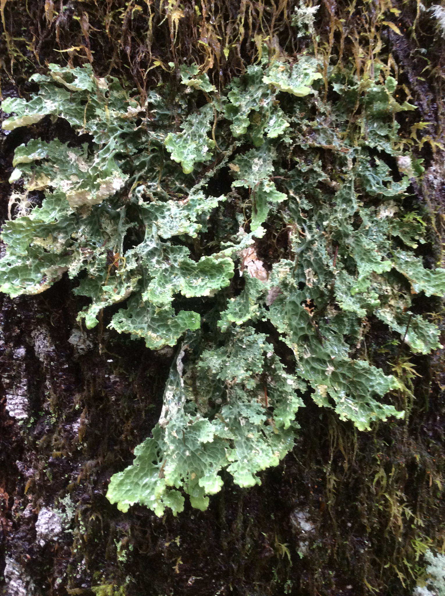 Lobaria oregana image