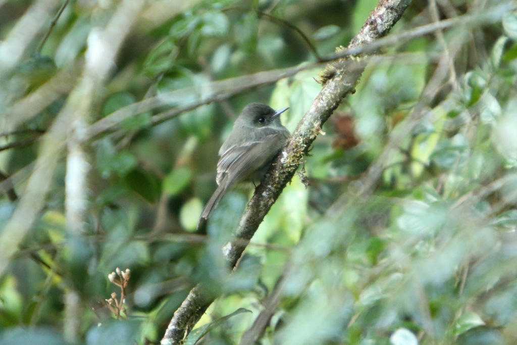 Hispaniolan Pewee