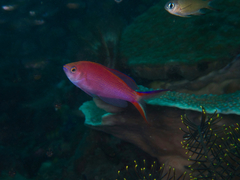 Pyronotanthias smithvanizi