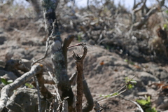 Sympetrum nigrifemur