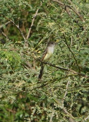 Myiarchus stolidus
