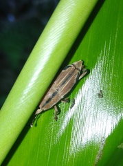 Sphenocorynes kosempoensis