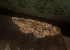 Scotocyma albinotata