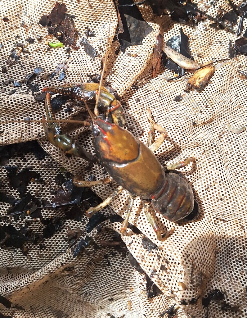 Crawzilla Crawdad from Henry County, TN, USA on May 10, 2026 at 11:18 ...