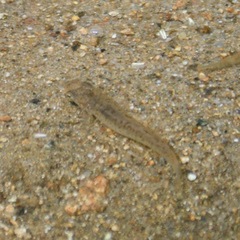 Fundulus rathbuni