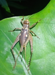 Cardiodactylus guttulus