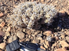Euphorbia braunsii