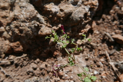Fumaria coccinea