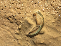 Branchinecta mackini