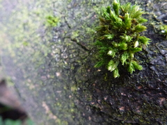 Orthotrichum stramineum